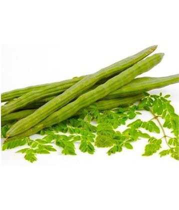 Organic Moringa - Drumstick Hybrid - 50 SEED - PKM 1