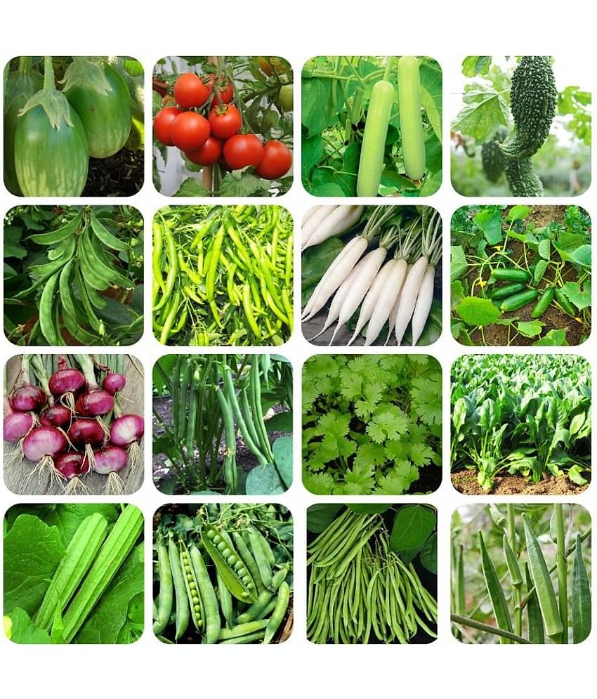 16 Variety Vegetable Best Quality Combo Seeds - Pack Of 600+ Hybrid Seeds with Instruction Manual