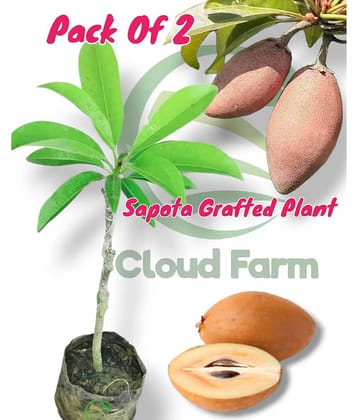 Cloud Farm Outdoor Fruit Plant ( Pack of 2 )