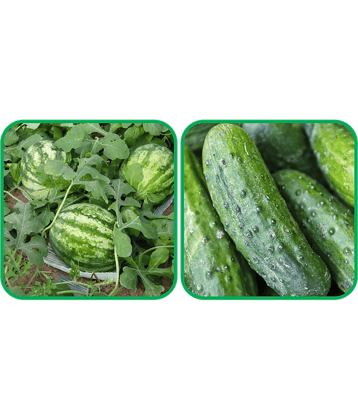 Aero Seeds Cucumber ( 30 Seeds) And Watermelon ( 30 Seeds) Vegetable Seeds Pack