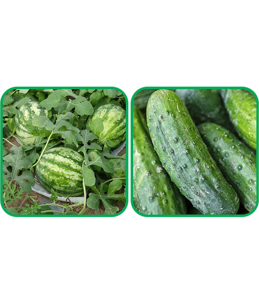 Aero Seeds Cucumber ( 30 Seeds) And Watermelon ( 30 Seeds) Vegetable Seeds Pack