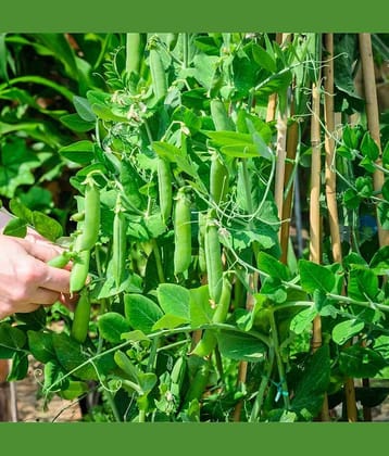Green Peas (Hare Mattar Ke Beej) Vegetable Seeds Pack Of 30 | Organic | for Planting in Home Kitchen Terrace Balcony Gardening