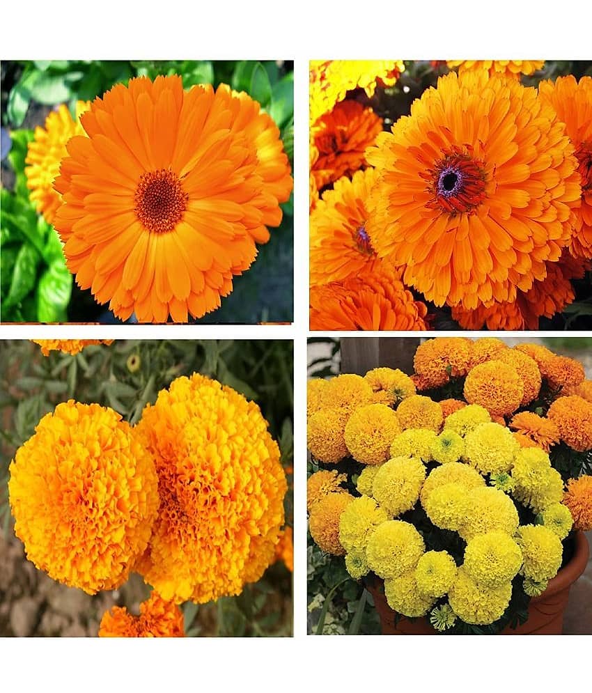 homeagro - Marigold Flower ( 50 Seeds )