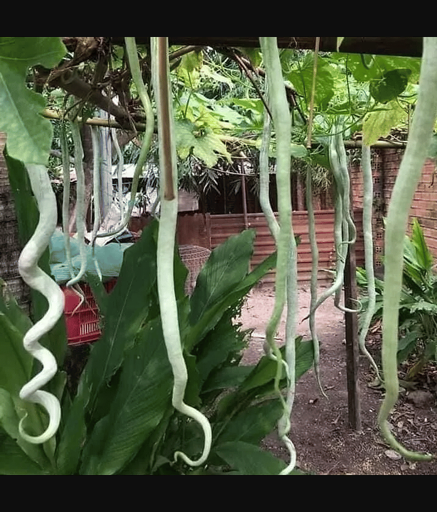 Jignisha Seeds Snake Gourd Vegetable ( 30 Seeds )
