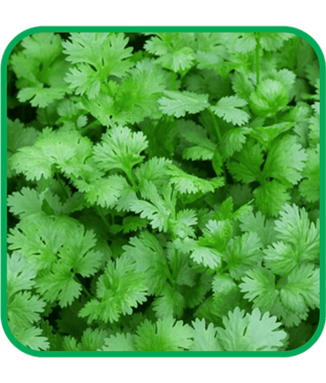 Aero Seeds Coriander Pack of 500 Seeds