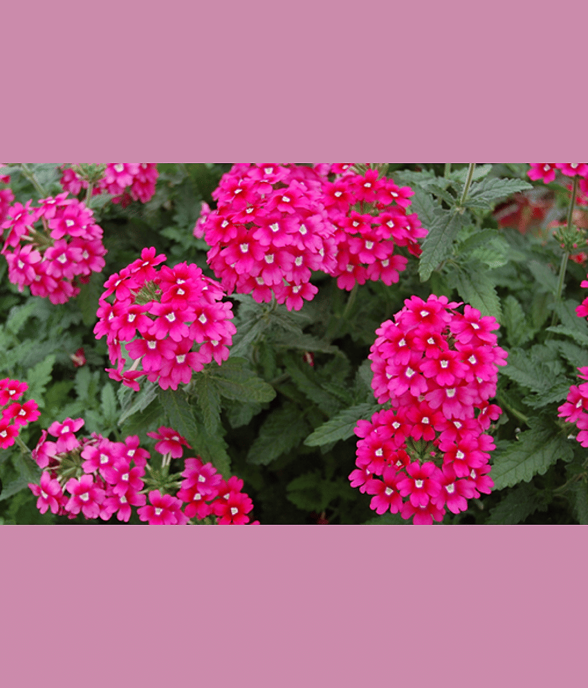 CLASSIC GREEN EARTH - Verbena Flower ( 45 Seeds )