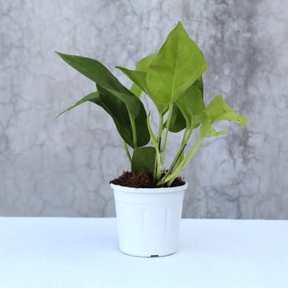 Money Plant Golden-Grow Pot / White