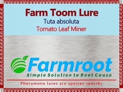FARM TOOM LURE (pack of 10)
