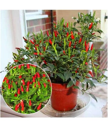 Dwarf Thai Sun Hot Pepper Capsicum Annuum Ornamental Chili 20 Seeds
