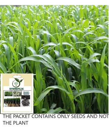 STOREFLIX Naiper Grass ( 5000 Seeds )