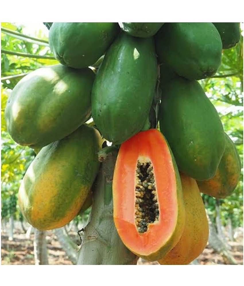 HN Hybrid Papaya Seed (50 Seeds)