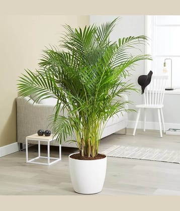 ARECA PALM ORNAMENTAL TREE - 5 SEEDS PACK WITH FREE POTTING SOIL AND USER MANUAL FOR INDOOR AND OUTDOOR HOME AND TERRACE GARDENING USE LOW PRICE AT SNAPDEAL ONLINE SHOP