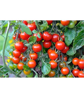 HYBRID RED ROUND TOMATO 100 SEEDS PACK WITH INSTRUCTION MANAUL