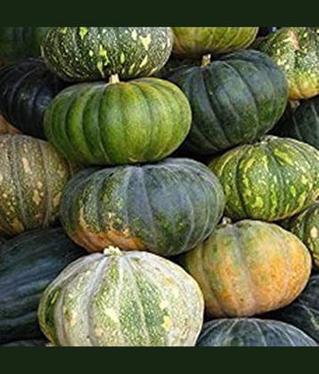 Seeds Point Vegetable Seeds: Pumpkin Seeds - [Safed Kaddu,Kumbalanga] Seeds - 15 Nos