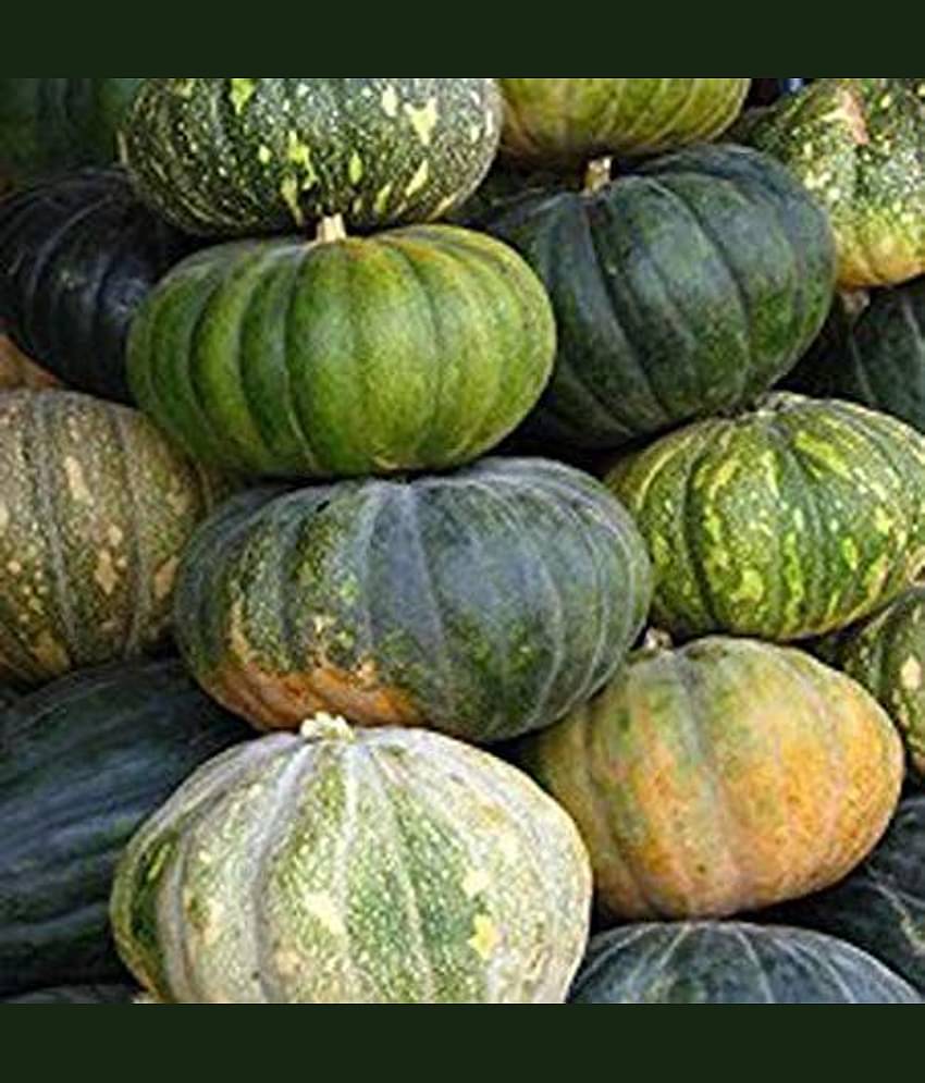 Seeds Point Vegetable Seeds: Pumpkin Seeds - [Safed Kaddu,Kumbalanga] Seeds - 15 Nos