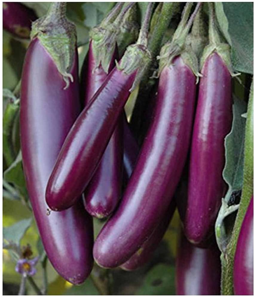 Brinjal (Bengan) Purple Long Quality Seeds - Pack of 50 F-1 Hybrid Seeds