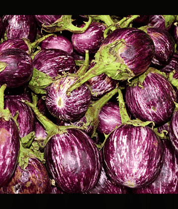Kateri Brinjal (Baigan ke beej) Vegetable Seeds Pack Of 50 | Organic | for Planting in Home Kitchen Terrace Balcony Gardening