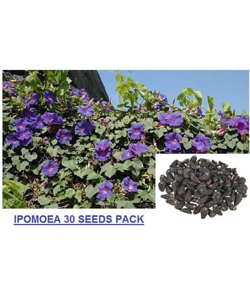 OLD STORE IPOMOEA MORNING GLORY FLOWER PLANT 30 SEEDS PACK N MANUAL