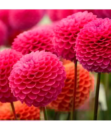 HN organic seed - Dahlia Flower ( 25 Seeds )