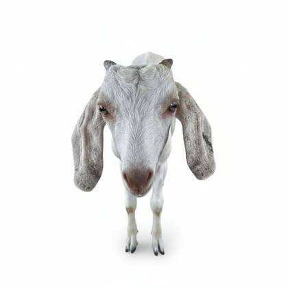 Live Goat - 10 kg - One live goat