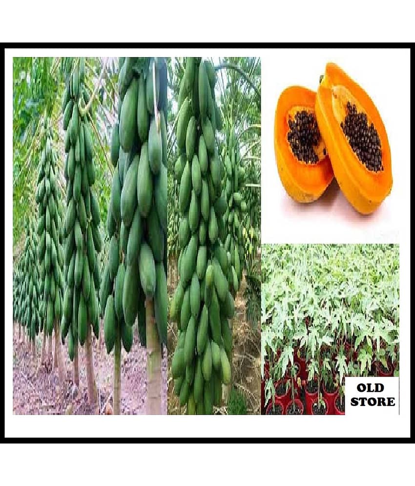 OLD STORE ORGANIC PAPAYA 50 HIGH GERMINATION SEEDS PACK WITH USER MANUAL