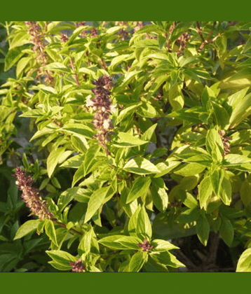Jignisha Seeds Organic Tulsi (Holy Basil) Herb ( 100 Seeds )