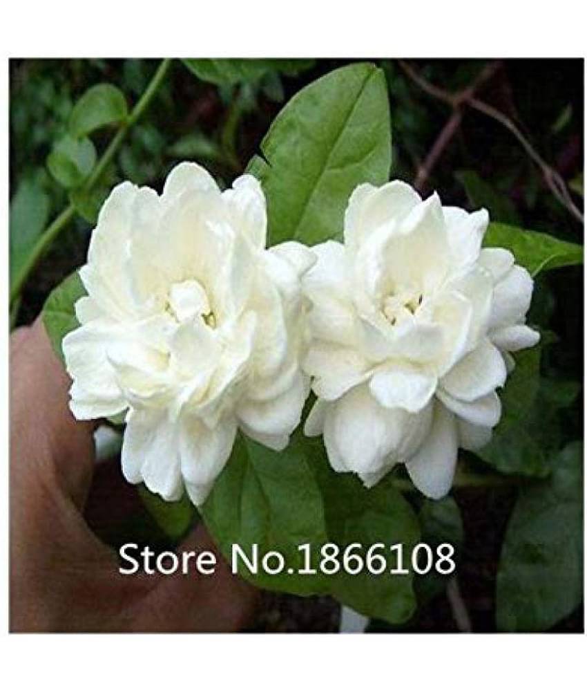 siya jasmine flowers hybrid seeds
