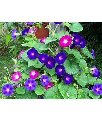 Iphomia flower seeds 20 seeds for home gardening with cocopeat