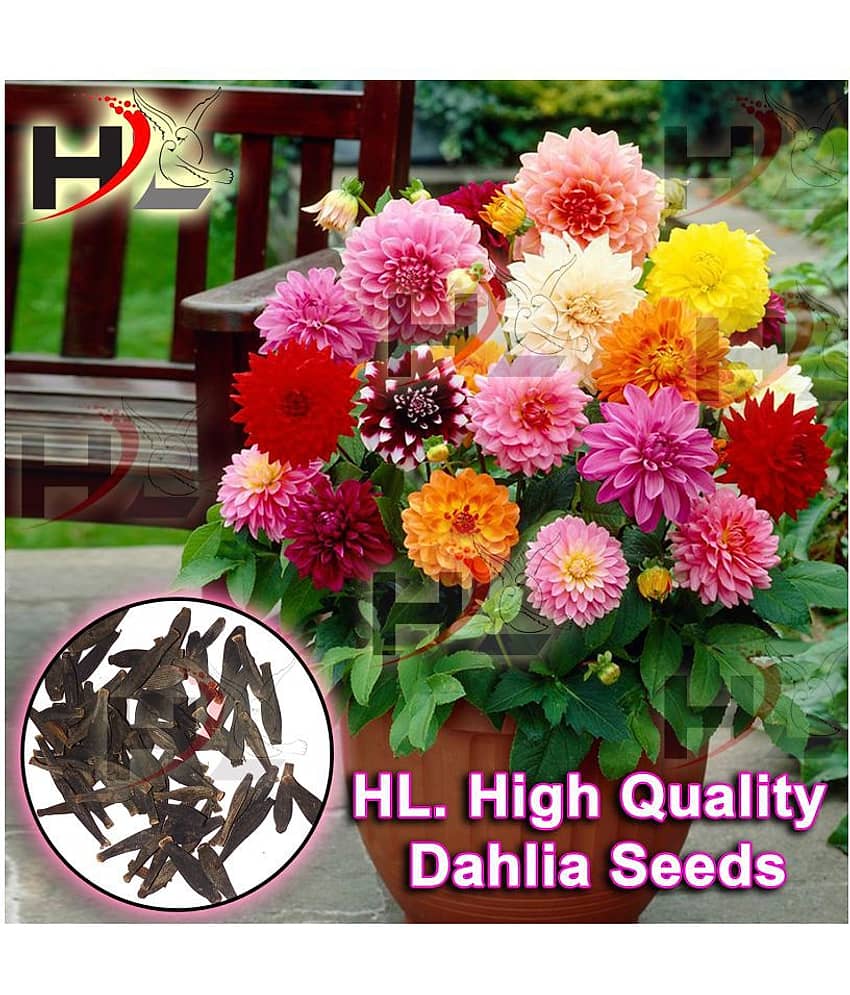 HL. Dahlia Hybrids Mixed Color - Dahlia Flower Seeds