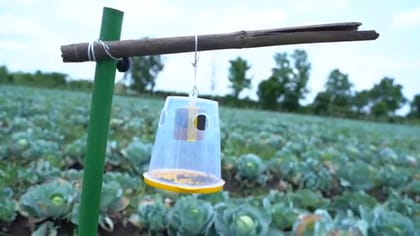 O-MAT Lure +Conatiner  For Fruits  by Palvi industries