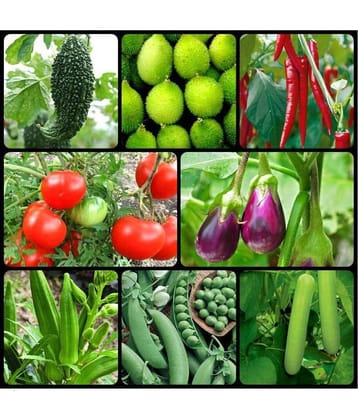 HOMELES 8 Variety of Vegetable Seeds combo - 100+