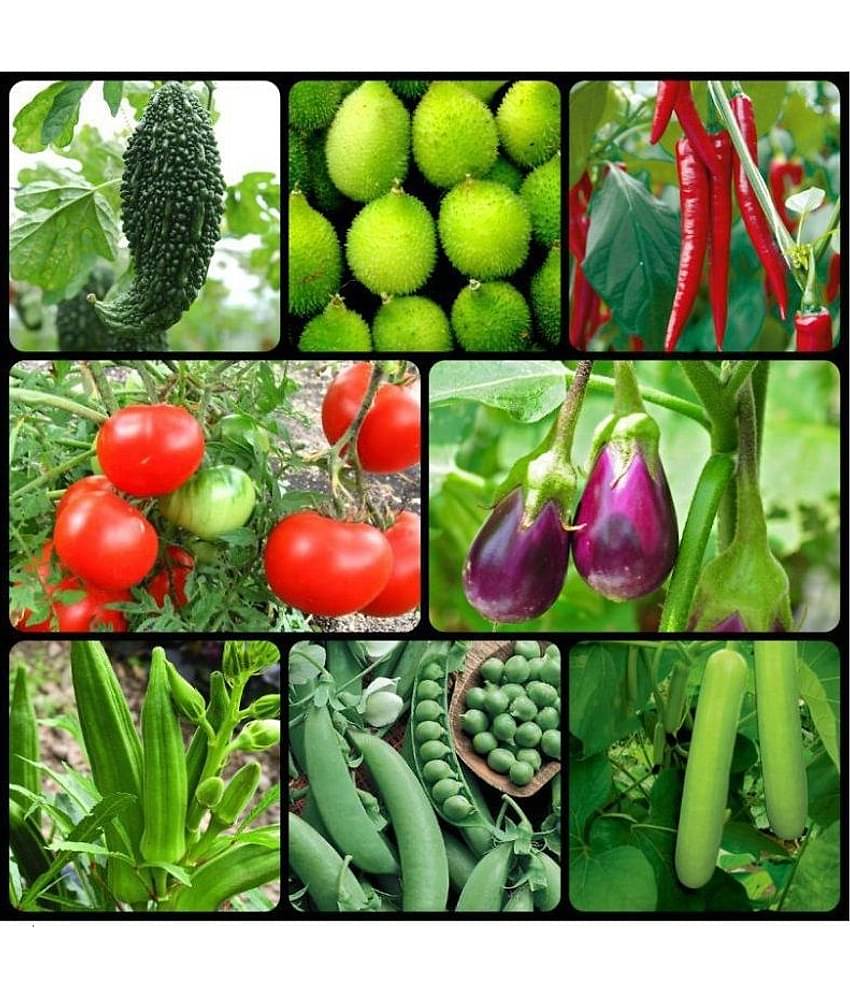 HOMELES 8 Variety of Vegetable Seeds combo - 100+