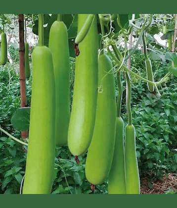 Jignisha Seeds Bottle Gourd Vegetable ( 15 Seeds )