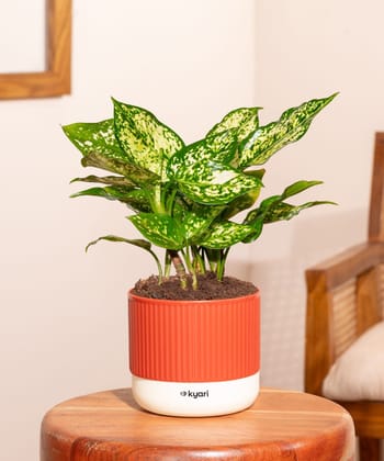 Aglaonema Snow White Plant With Mylo Self Watering Pot Aglaonema Snow White Plant With Mylo Self Watering Pot