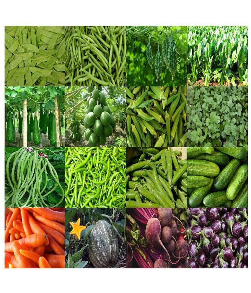 ORGANIC pal 16 DIFFERENT TYPE VEGETABLE SEEDS COMBO PACK MORE THAN 300 SEEDS PACK WITH USER MANAUAL FOR HOME GARDENING
