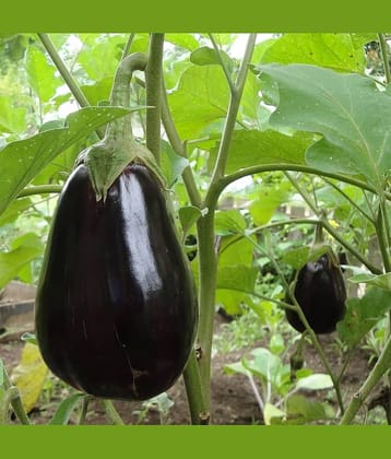 Jignisha Seeds Brinjal Vegetable ( 50 Seeds )