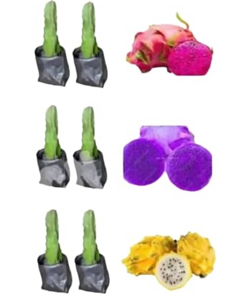 Cloud Farm Outdoor Fruit Plant ( Pack of 6 )