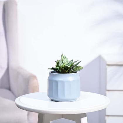 Euphorbia Francoisii Green-Ivory / Krish