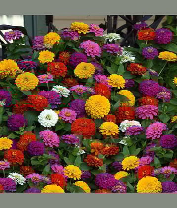 HN organic seed - Zinnia Mixed Flower ( 20 Seeds )