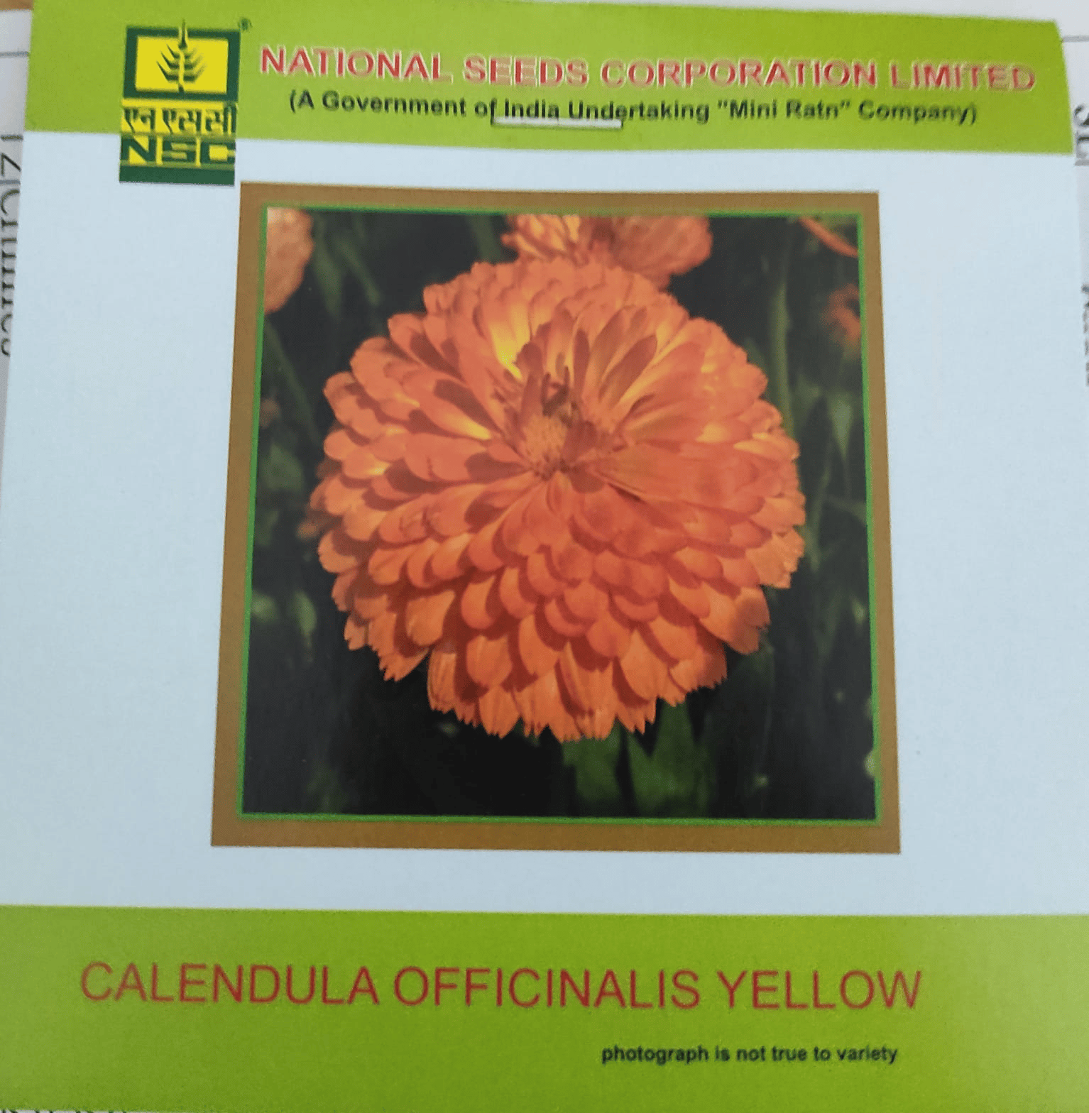 NSC Calendula Officinalis Orange Gitana Flower seed