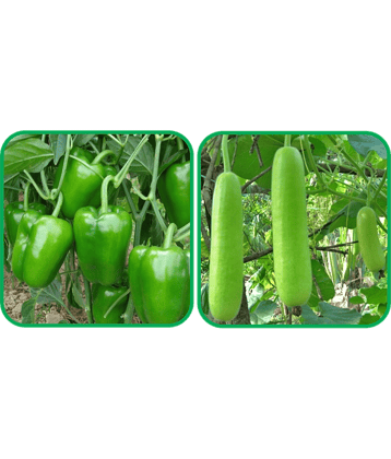 Aero Seeds Bottle Gourd Long ( 30 Seeds) And Capsicum ( 30 Seeds) Vegetable Seeds Pack