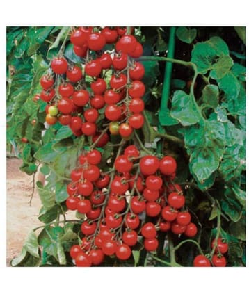 Cherry Tomato Best Quality Seeds - Pack of 50 Hybrid Seeds