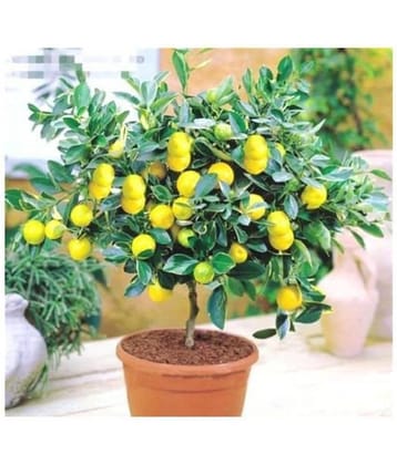 Catterpillar Farm Rare Dwarf Lemon 10 Seeds, Heirloom Fruit Seeds, Home Indoor Garden Plant Seeds