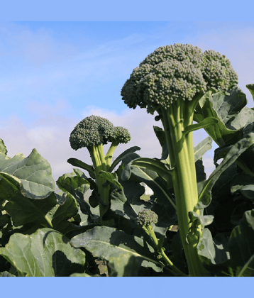 Broccoli Vegetable ( 100 Seeds )