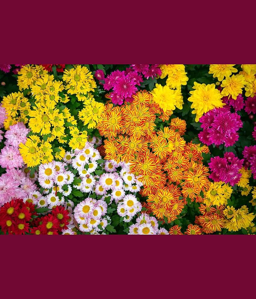 HN organic seed - Chrysanthemum Flower ( 50 Seeds )