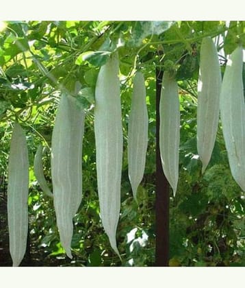 Jignisha Seeds Snake Gourd Vegetable ( 30 Seeds )
