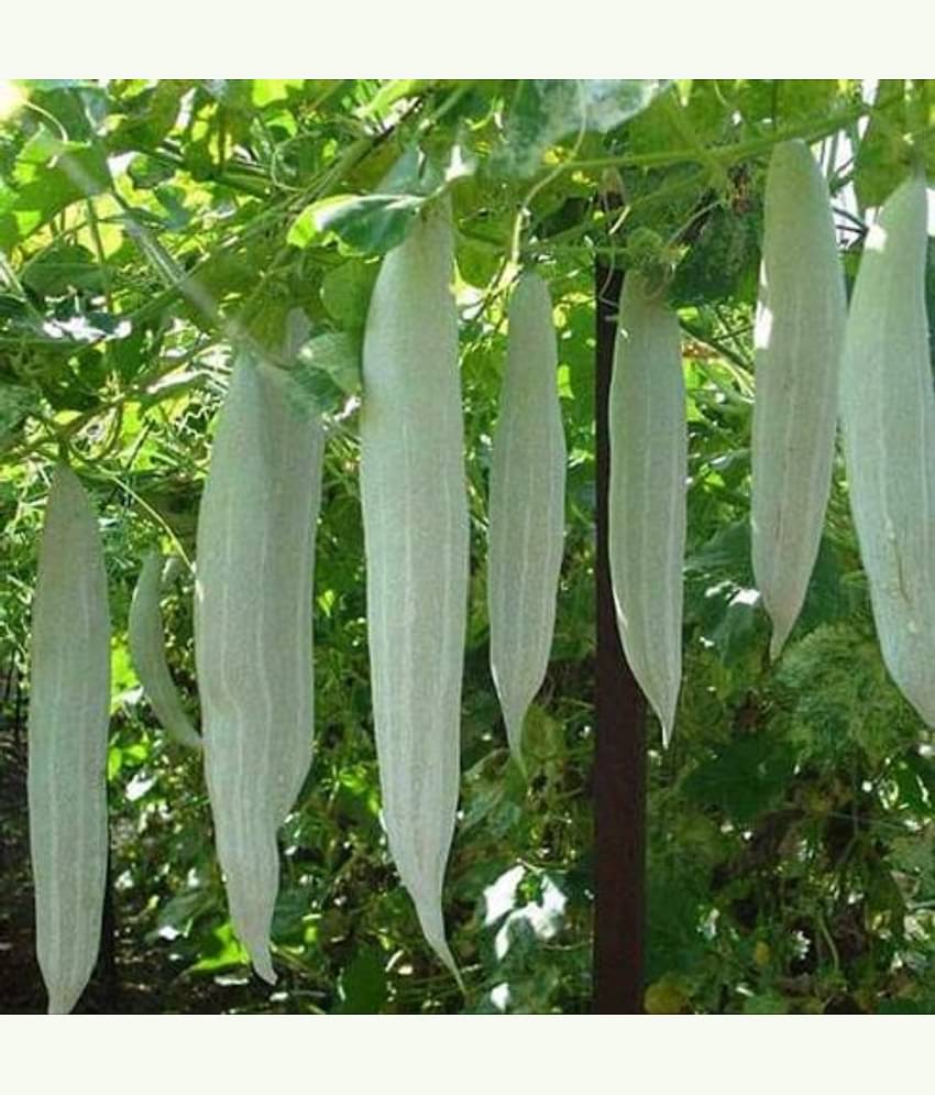 Jignisha Seeds Snake Gourd Vegetable ( 30 Seeds )