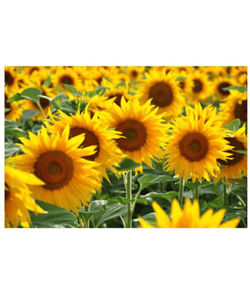 INNATE Organics Sunflower High Germinated Seeds