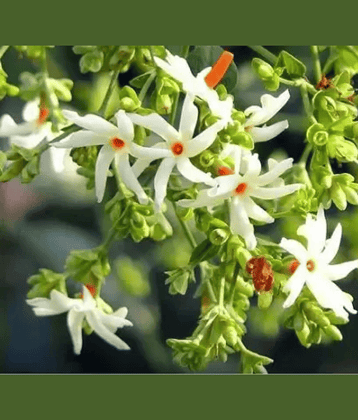 CLASSIC GREEN EARTH - Harsingar Flower ( 40 Seeds )