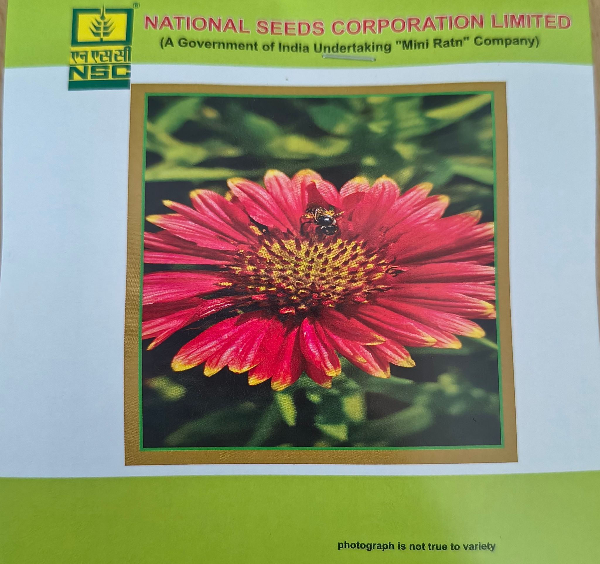 NSC Gaillardia Mix flower seed - 2 gram
